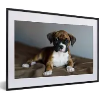 PosterMonkey Fotolijst incl. Poster - Boxer puppy ligt op een kussen - 60x40 cm - Posterlijst