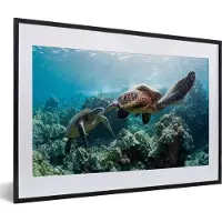 PosterMonkey Fotolijst incl. Poster - Twee zeeschildpadden - 60x40 cm - Posterlijst