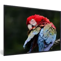 PosterMonkey Fotolijst incl. Poster - Papegaai - Veren - Rood - Ara - Groen - 90x60 cm - Posterlijst