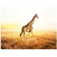 Artgeist Fotobehang – Behangpapier - Fotobehang - giraf - wandeling 300x231 -