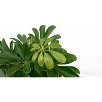 Green bubble Schefflera Compacta op stam - 50cm