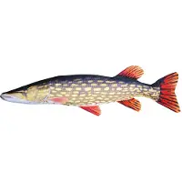 Gaby Het Gigantische Pike-kussen