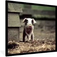 PosterMonkey Fotolijst incl. Poster - Varken - Stal - Baby - 40x40 cm - Posterlijst