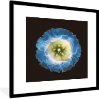 PosterMonkey Fotolijst incl. Poster - Een close up van een blauwe bloem op een zwarte achtergrond - 40x40 cm - Posterlijst