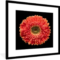 PosterMonkey Fotolijst incl. Poster - Een oranje gerbera bloem tegen een zwarte achtergrond - 40x40 cm - Posterlijst