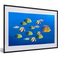 PosterMonkey Fotolijst incl. Poster - Vis - Tropisch - Groep - 60x40 cm - Posterlijst