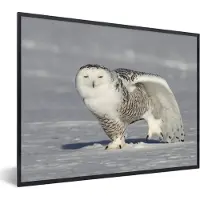 PosterMonkey Fotolijst incl. Poster - Sneeuwuil rekt zich uit in de sneeuw - 80x60 cm - Posterlijst