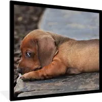 PosterMonkey Fotolijst incl. Poster - Teckel puppy ligt op de rand van de stoep - 40x40 cm - Posterlijst
