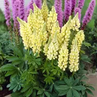 GP 50 x Gele Lupine Gallery Yellow - Bloeiende Tuinplant Winterhard - Lupinus 'Gallery Yellow' in 9x9cm pot met hoogte 0-10cm