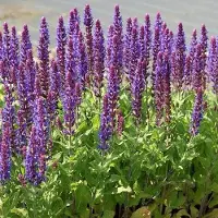 GP 12 x Salie Ostfriesland Paars - Winterharde Tuinplanten - Salvia nemorosa Ostfriesland in 9x9cm pot met hoogte 5-10cm