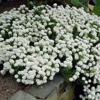 GP 25 x Scheefkelk of Scheefbloem Wit - Bodembedekker Wintergroen - Iberis sempervirens in 9x9cm pot met hoogte 5-10cm