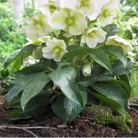 GP 12 x Kerstroos XL Wit - Wintergroene Vaste Plant - Helleborus niger in C2(liter) pot met hoogte 0 - 30cm