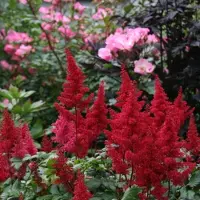 GP 25 x Pluimspirea Rood - Bloeiende Winterharde Vaste Plant - Astilbe Fanal in 9x9cm pot met hoogte 5-10cm