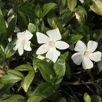 GP 12 x Witte Maagdenpalm - Populaire Bodembedekker Wintergroen - Vinca minor 'Alba' in 9x9cm pot met hoogte 5-10cm