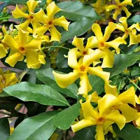 GP 32 x Toscaanse Jasmijn Geel - Geurende Sterjasmijn Klimplant Wintergroen - Trachelospermum jasminoides Star of Toscane in C2(liter) pot met hoogte 50-60cm