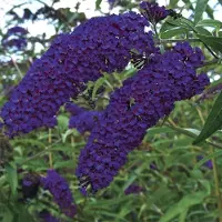 GP 4 x Vlinderstruik Empire Blue Blauw|Paars - Bijen en Vlinders in uw Tuin - Buddleja 'Empire Blue' in C2(liter) pot met hoogte 20-40cm