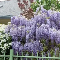 GP 8 x Blauwe Regen Prolific Paars|Lila - Winterharde Bloeiende Klimplant - Wisteria sinensis 'Prolific' in C2.5 liter pot met hoogte 50-60cm