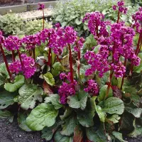 GP 4 x Schoenlappersplant XL Roze|Rood - Bodembedekker Wintergroen - Bergenia cordifolia in C2(liter) pot met hoogte 0 - 30cm