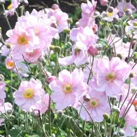 GP 8 x Herfstanemoon Königin Charlotte XL Roze - Winterharde Tuinplant - Anemone hybride 'Königin Charlotte' in C2(liter) pot met hoogte 0-30cm