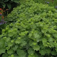 GP 25 x Vrouwenmantel Geel|Groen - Vaste Plant Winterhard - Alchemilla mollis in 9x9cm pot met hoogte 5-10cm