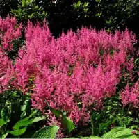 GP 12 x Pluimspirea Roze - Winterharde Tuinplant - Astilbe Rheinland in 9x9cm pot met hoogte 0-10cm