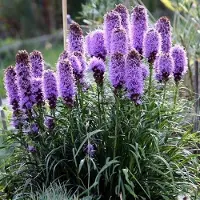 GP 8 x Lampenpoetser of Knopige Slangenwortel XL Lila|Paars - Bloeiende Vaste Plant - Liatris spicata in C2(liter) pot met hoogte 0-30cm