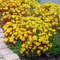 GP 50 x Vetkruid of Muurpeper Rood|Groen - Bodembedekker Wintergroen - Sedum Oreganum in 9x9cm pot met hoogte 5-10cm