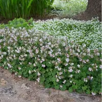 GP 12 x Ooievaarsbek XL Wit - Winterharde Bodembedekker - Geranium Biokovo in C2(liter) pot met hoogte 0 - 30cm
