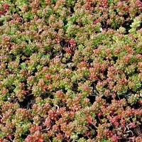 GP 25 x Vetkruid of Muurpeper Rood|Groen - Bodembedekker Wintergroen - Sedum album 'Coral Carpet' in 9x9cm pot met hoogte 5-10cm