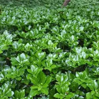 GP 50 x Schaduwkruid of Dikkemanskruid Green Sheen - Wintergroene Bodembedekker - Pachysandra terminalis 'Green Sheen' in 9x9cm pot met hoogte 5-10cm