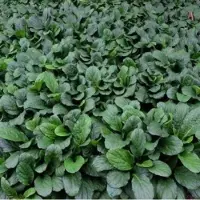 GP 50 x Kruipend Zenegroen Blauw|Groen - Bodembedekker Wintergroen - Ajuga reptans in 9x9cm pot met hoogte 5-10cm