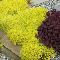 GP 25 x Vetkruid of Muurpeper Geel|Groen - Bodembedekker Winterhard - Sedum acre Aureum in 9x9cm pot met hoogte 5-10cm