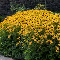 GP 50 x Gele Zonnehoed Goldsturm - Winterharde Bloeiende Tuinplant - Rudbeckia fulgida Goldsturm in 9x9cm pot met hoogte 0-10cm