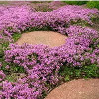 GP 25 x Kruipend Tijm / Kruiptijm - Winterharde Tuinplanten - Thymus praecox 'Purple Beauty' in 9x9cm pot met hoogte 5-10cm