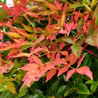 GP 4 x Nandina domestica Gulfstream - Hemelse Bamboe in C2 pot met hoogte 10-20cm