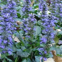 GP 50 x Kruipend Zenegroen Blauw|Groen - Bodembedekker Wintergroen - Ajuga reptans 'Catlin's Giant' in 9x9cm pot met hoogte 5-10cm