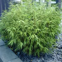 GP 4 x Fargesia Rufa - Bamboe in C2 liter pot met hoogte 20-40cm