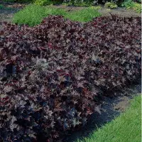 GP 50 x Purperklokje Paars - Bodembedekker Winterhard - Heuchera micantha 'Palace Purple' in 9x9cm pot met hoogte 5-10cm