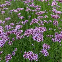 GP 25 x Verbena bonariensis Lila - Tuinplanten Winterhard - IJzerhard in 9x9cm pot met hoogte 5-10cm