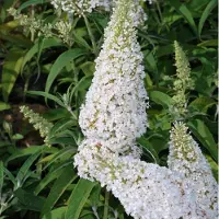 GP 12 x Vlinderstruik White Profusion Wit - Bloeiende Winterharde Sierheester - Buddleja davidii 'White Profusion' in C2(liter) pot met hoogte 20-40cm