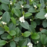 GP 50 x Wintergroene Dwergmispel - Snelgroeiende Bodembedekker - Cotoneaster dammeri in 9x9cm pot met hoogte 5-10cm