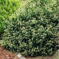 GP 4 x Struikklimop XL Groen|Wit - Bodembedekker Wintergroen - Hedera helix Arborescens in C2(liter) pot met hoogte 10 - 30cm