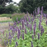 GP 50 x Dropplant / Anijsplant Zwart|Paars - Bloeiende Winterharde Vaste Plant - Agastache 'Black Adder' in 9x9 pot met hoogte 0-10 cm