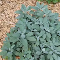GP 50 x Echte Salie - Kruidenplanten Tuinplant Winterhard - Salvia officinalis in 9x9cm pot met hoogte 5-10cm