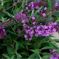 GP 4 x Dwergvlinderstruik Dark Pink Roze - Laagblijvende Sierheester - Trekt Bijen en Vlinders aan - Buddleja Free Petite 'Dark Pink' in C2(liter) pot met hoogte 10-20cm