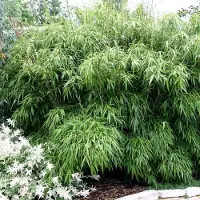 GP 12 x Fargesia Rufa - Bamboe in C5 liter pot met hoogte 60-80cm