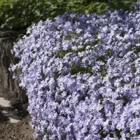 GP 25 x Kruipphlox Blauw / Kruipende Vlambloem - Phlox subulata 'Emerald Cushion Blue' in 9x9cm pot met hoogte 5-10cm
