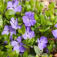 GP 12 x Grote Maagdenpalm - Wintergroene Bodembedekker - Vinca major in 9x9cm pot met hoogte 5-10cm