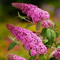 GP 4 x Vlinderstruik Pink Delight Roze - Winterharde Bloeiende Sierheester - Buddleja davidii 'Pink Delight' in C2(liter) pot met hoogte 20-40cm