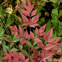 GP 12 x Nandina domestica Obsessed - Hemelse bamboe in C3 pot met hoogte 20-40cm